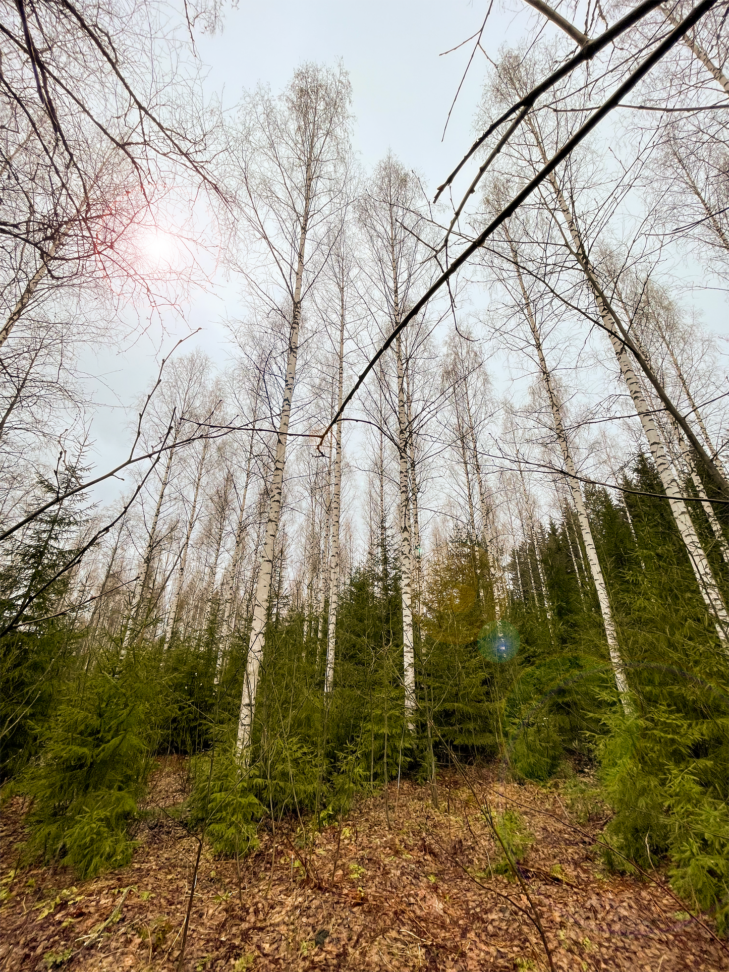 Koivuklapi 33cm